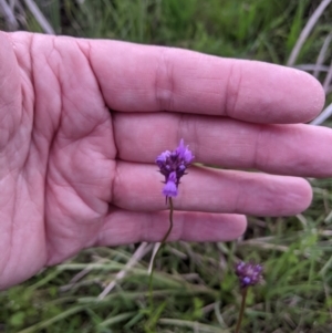 Linaria pelisseriana at Bruce, ACT - 9 Oct 2020