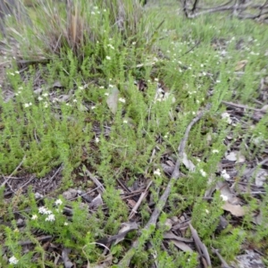 Asperula conferta at Yass River, NSW - 9 Oct 2020 04:34 PM