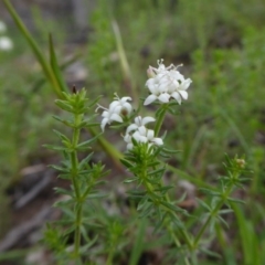 Asperula conferta at Yass River, NSW - 9 Oct 2020 04:34 PM