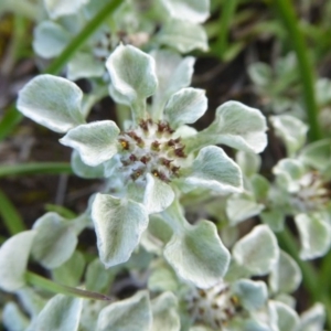 Stuartina muelleri at Yass River, NSW - 9 Oct 2020