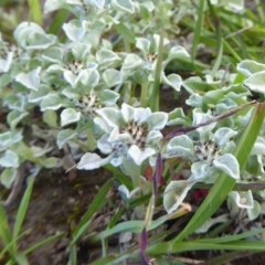 Stuartina muelleri at Yass River, NSW - 9 Oct 2020