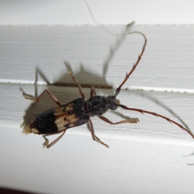 Phoracantha semipunctata (Common Eucalypt Longicorn) at Yass River, NSW - 9 Oct 2020 by SenexRugosus