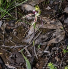Caladenia parva (Brown-clubbed Spider Orchid) at Carwoola, NSW - 9 Oct 2020 by dan.clark