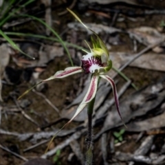 Caladenia parva at Carwoola, NSW - suppressed