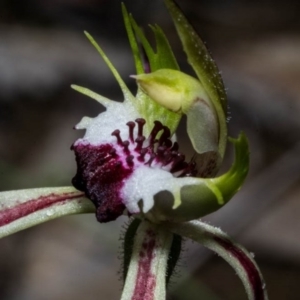 Caladenia parva at Carwoola, NSW - suppressed