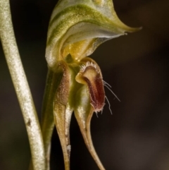 Oligochaetochilus aciculiformis (Needle-point rustyhood) at Cuumbeun Nature Reserve - 9 Oct 2020 by dan.clark