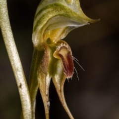 Oligochaetochilus aciculiformis (Needle-point rustyhood) at Carwoola, NSW - 9 Oct 2020 by dan.clark