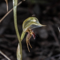 Oligochaetochilus aciculiformis at Carwoola, NSW - 9 Oct 2020