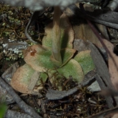 Oligochaetochilus aciculiformis at Carwoola, NSW - 9 Oct 2020