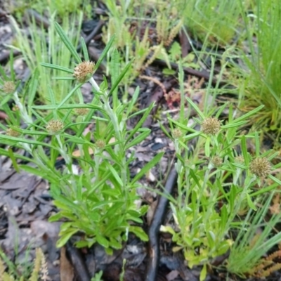 Euchiton sphaericus (Star Cudweed) at Little Taylor Grasslands - 7 Oct 2020 by RosemaryRoth