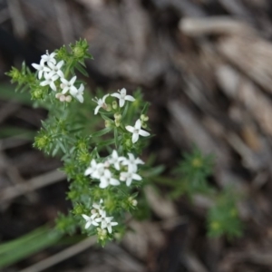 Asperula conferta at Campbell, ACT - 9 Oct 2020