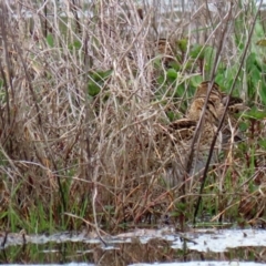 Gallinago hardwickii (Latham's Snipe) at Jerrabomberra Wetlands - 9 Oct 2020 by RodDeb