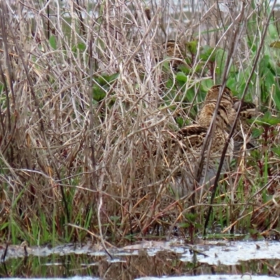 Gallinago hardwickii (Latham's Snipe) at Fyshwick, ACT - 9 Oct 2020 by RodDeb