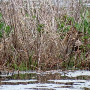 Gallinago hardwickii at Fyshwick, ACT - 9 Oct 2020