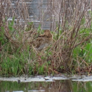 Gallinago hardwickii at Fyshwick, ACT - 9 Oct 2020