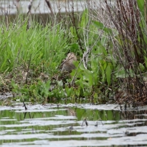 Gallinago hardwickii at Fyshwick, ACT - 9 Oct 2020