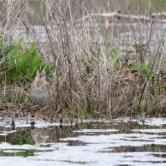 Gallinago hardwickii at Fyshwick, ACT - 9 Oct 2020