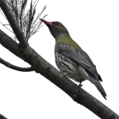 Oriolus sagittatus (Olive-backed Oriole) at Fyshwick, ACT - 9 Oct 2020 by RodDeb