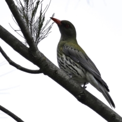 Oriolus sagittatus at Fyshwick, ACT - 9 Oct 2020