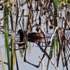 Oxyura australis (Blue-billed Duck) at Fyshwick, ACT - 9 Oct 2020 by RodDeb