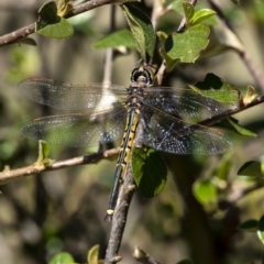 Hemicordulia tau (Tau Emerald) at Penrose - 28 Sep 2020 by Aussiegall