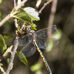 Hemicordulia tau at Penrose - 28 Sep 2020 12:08 PM