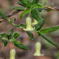 Billardiera scandens (Hairy Apple Berry) at Penrose, NSW - 6 Oct 2020 by Aussiegall