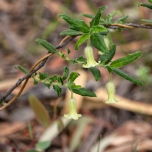 Billardiera scandens at Penrose, NSW - 6 Oct 2020