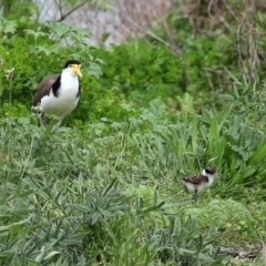 Vanellus miles (Masked Lapwing) at Fyshwick, ACT - 9 Oct 2020 by RodDeb