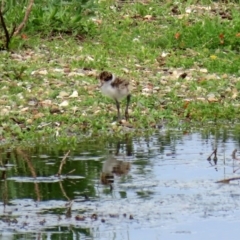 Vanellus miles at Fyshwick, ACT - 9 Oct 2020