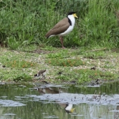 Vanellus miles at Fyshwick, ACT - 9 Oct 2020