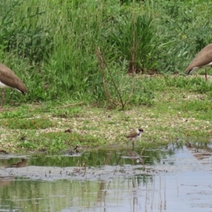 Vanellus miles at Fyshwick, ACT - 9 Oct 2020