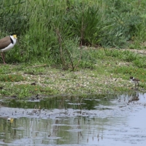 Vanellus miles at Fyshwick, ACT - 9 Oct 2020