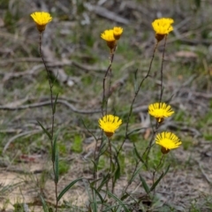 Podolepis jaceoides (Showy Copper-wire Daisy) at Wingecarribee Local Government Area - 6 Oct 2020 by Aussiegall