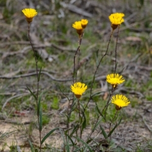 Podolepis jaceoides at Penrose, NSW - 6 Oct 2020