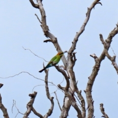 Merops ornatus (Rainbow Bee-eater) at Fyshwick, ACT - 9 Oct 2020 by RodDeb