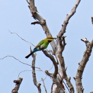 Merops ornatus at Fyshwick, ACT - 9 Oct 2020 12:21 PM