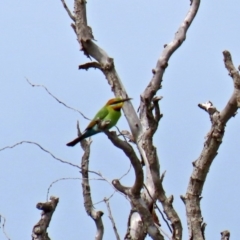 Merops ornatus at Fyshwick, ACT - 9 Oct 2020 12:21 PM