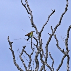 Merops ornatus at Fyshwick, ACT - 9 Oct 2020 12:21 PM