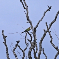 Merops ornatus at Fyshwick, ACT - 9 Oct 2020 12:21 PM