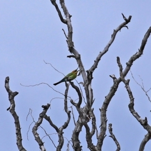 Merops ornatus at Fyshwick, ACT - 9 Oct 2020 12:21 PM