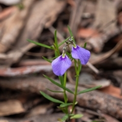 Hybanthus monopetalus (Slender Violet) at Penrose, NSW - 6 Oct 2020 by Aussiegall