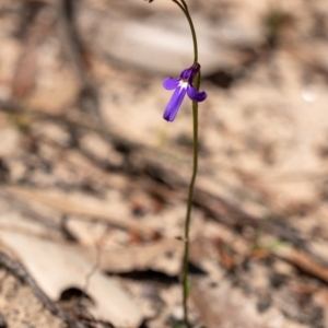 Lobelia dentata at Penrose - 3 Oct 2020 11:09 AM