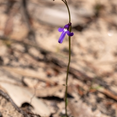 Lobelia dentata (Toothed Lobelia) at Penrose, NSW - 3 Oct 2020 by Aussiegall