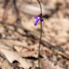 Lobelia dentata (Toothed Lobelia) at Penrose - 3 Oct 2020 by Aussiegall