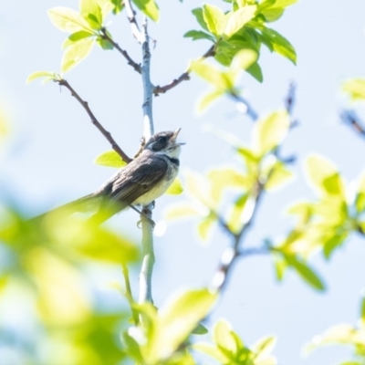 Rhipidura albiscapa (Grey Fantail) at Wingecarribee Local Government Area - 2 Oct 2020 by Aussiegall