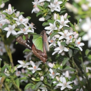 Graphium macleayanum at Acton, ACT - 9 Oct 2020