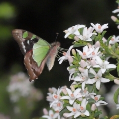 Graphium macleayanum at Acton, ACT - 9 Oct 2020