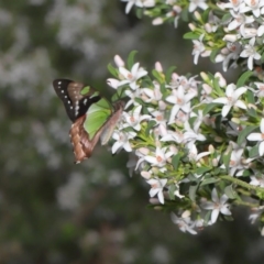 Graphium macleayanum at Acton, ACT - 9 Oct 2020