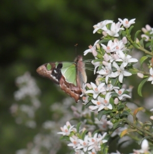 Graphium macleayanum at Acton, ACT - 9 Oct 2020